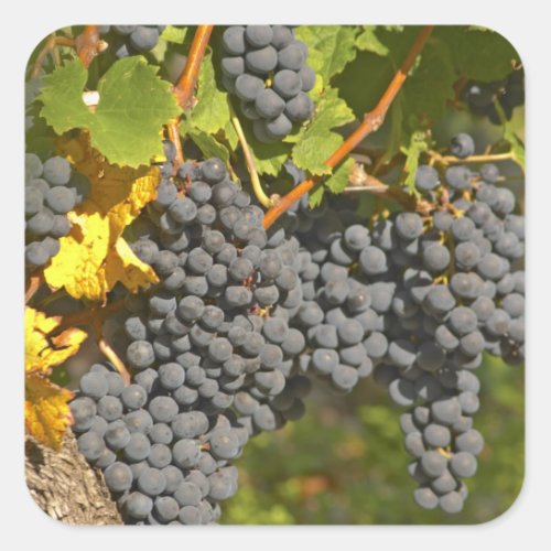 A vine with ripe Merlot grape bunches _ Chateau Square Sticker