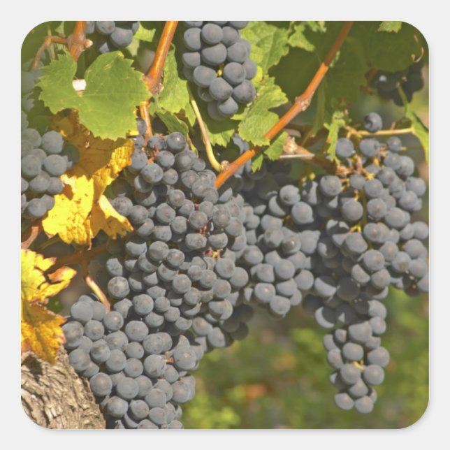 A vine with ripe Merlot grape bunches - Chateau Square Sticker (Front)
