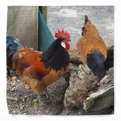 A Vorwerks Chicken pair Rooster and Hen Eating Bandana