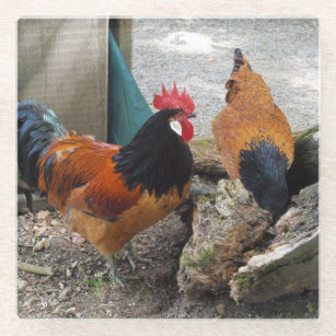 A Vorwerks Chicken pair, Rooster and Hen Eating Glass Coaster