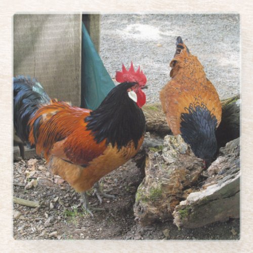 A Vorwerks Chicken pair Rooster and Hen Eating Glass Coaster