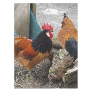 A Vorwerks Chicken pair, Rooster and Hen Eating Tablecloth