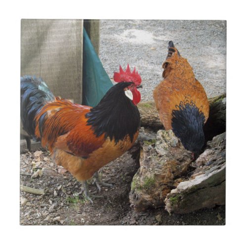 A Vorwerks Chicken pair Rooster and Hen Eating Tile