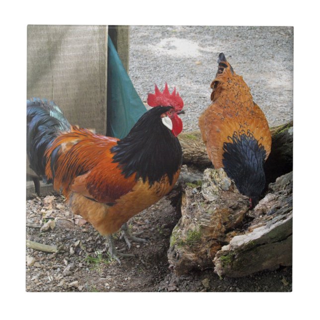 A Vorwerks Chicken pair, Rooster and Hen Eating Tile (Front)