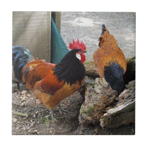 A Vorwerks Chicken pair Rooster and Hen Eating Tile