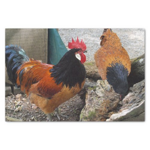 A Vorwerks Chicken pair Rooster and Hen Eating Tissue Paper