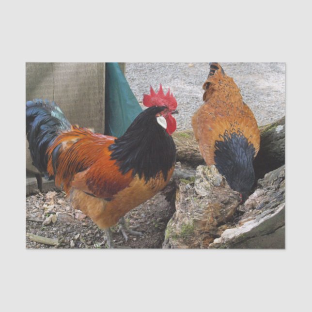 A Vorwerks Chicken pair, Rooster and Hen Eating Tissue Paper (Front)