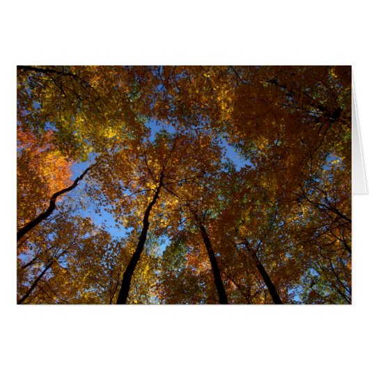 A Walk At Charleston Falls #18 Cards (Front Horizontal)