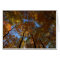A Walk At Charleston Falls #18