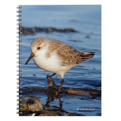 A Wandering Sanderling Notebook
