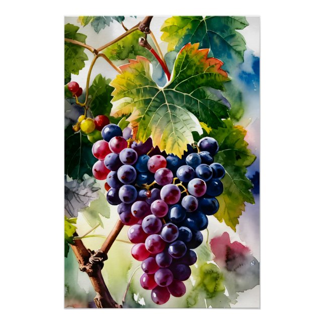 A Watercolor Painting of Growing Grapes Graphic Ar Poster (Front)