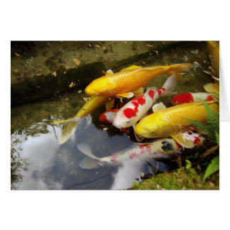 A waterway full of Japanese koi carps Cards