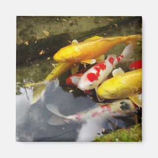 A waterway full of Japanese koi carps Magnet