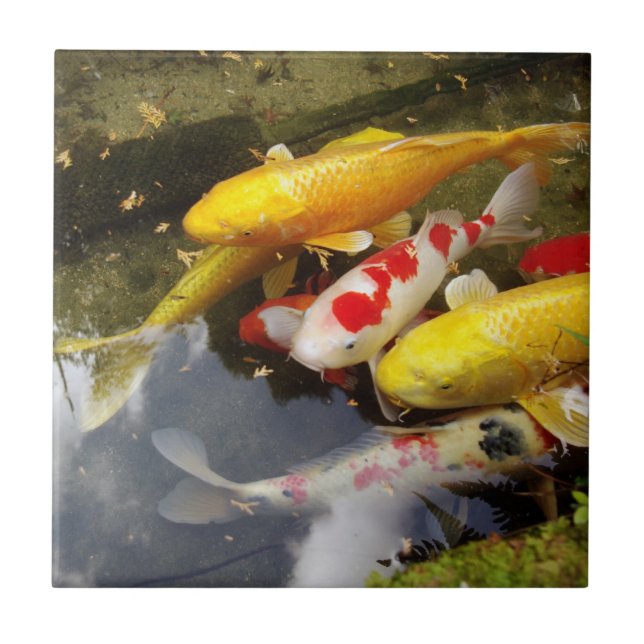 A waterway full of Japanese koi carps Tile (Front)