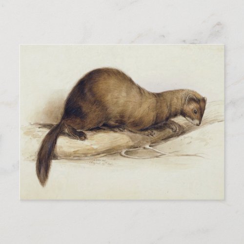 A Weasel 1832 wc pen ink gouache and gum ove Postcard