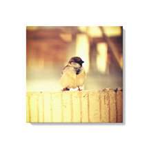A Wee Sparrow