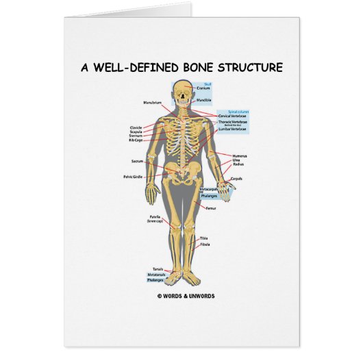 A Well-Defined Bone Structure (Human Skeleton) (Front)