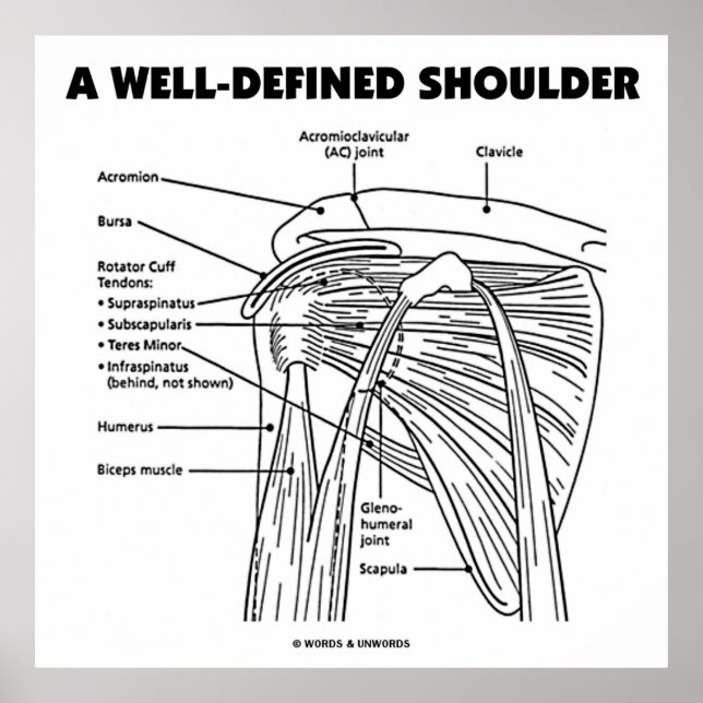 A Well-Defined Shoulder (Anatomical Humor) Poster (Front)