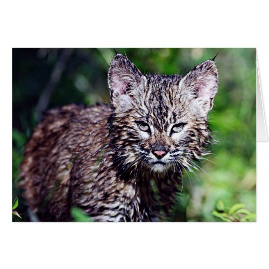 A Wet Little Bobcat Kitten Cards (Front Horizontal)