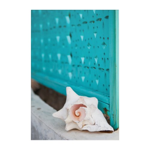 A White And Pink Jamaican Sea Shell Sits Alone Acrylic Print