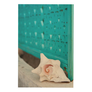 A White And Pink Jamaican Sea Shell Sits Alone Wood Wall Decor