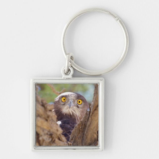 A White-breasted Snake Eagle Keychain (Front)
