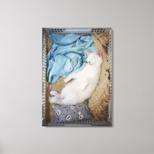A white cat sleeping in a laundry basket, canvas print
