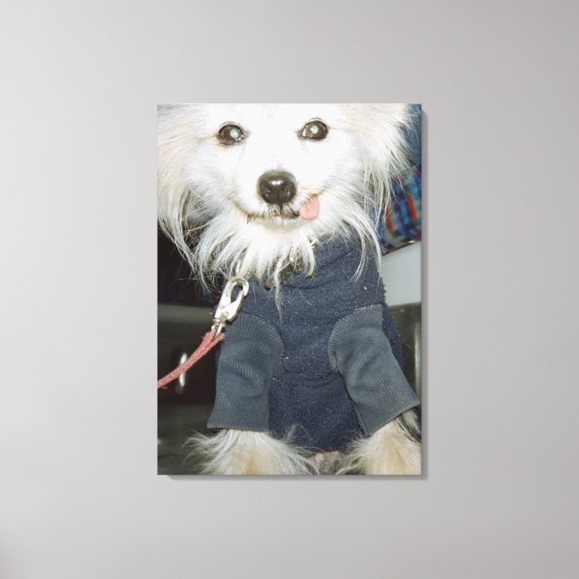 A white dog wearing clothes. canvas print (Front)