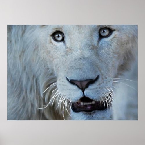 A White Lion in South Africa Poster