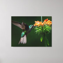 A White Mountain-gem Savors the Nectar of a Flower