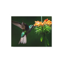 A White Mountain-gem Savors the Nectar of a Flower