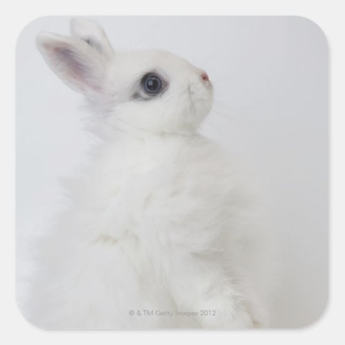 A white rabbitJersey Wooly Square Sticker