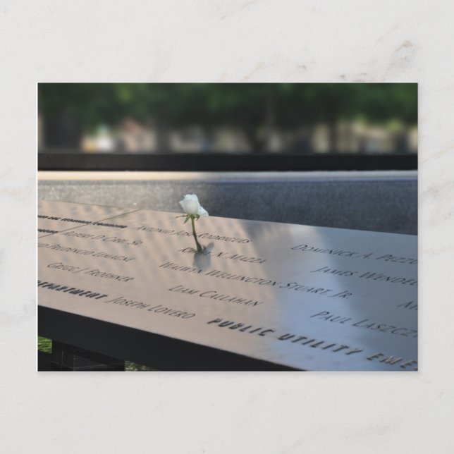 A white rose on Ground Zero Memorial Postcard (Front)