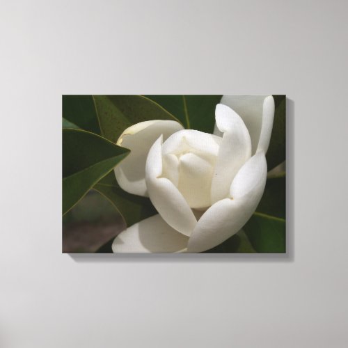 A white southern magnolia flower bud canvas print