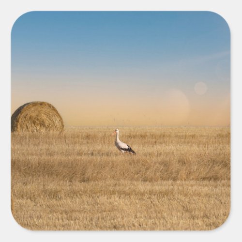 A white stork  square sticker