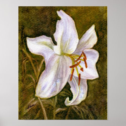 A White Tiger Lily with dew drop Poster