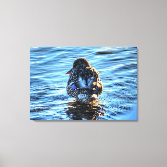 A Winter Mallard Fine-Art Wildlife Photograph Canvas Print (Front)