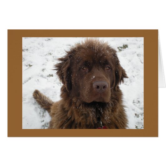 A Winter Posey (Front Horizontal)