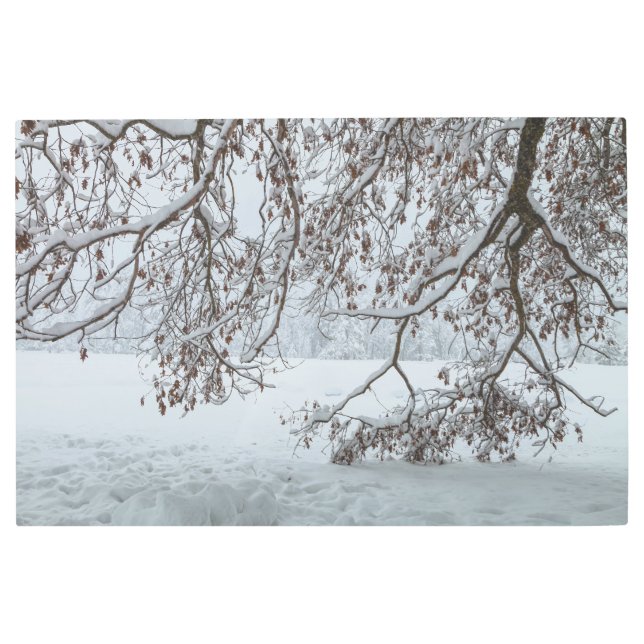 A Winter Scene Metal Print (Front)