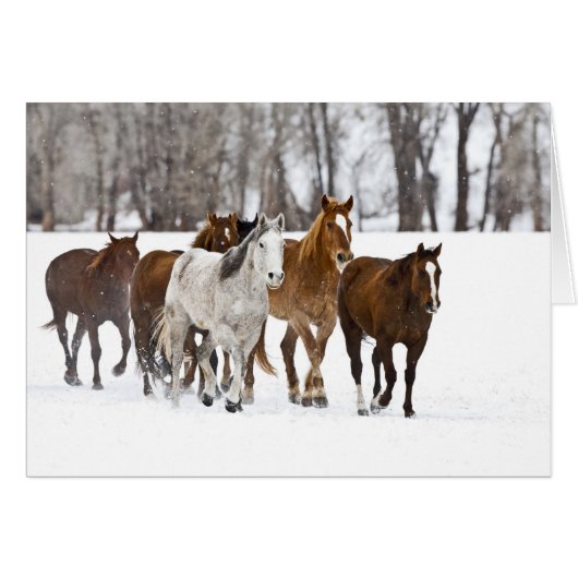 A winter scenic of running cards (Front Horizontal)
