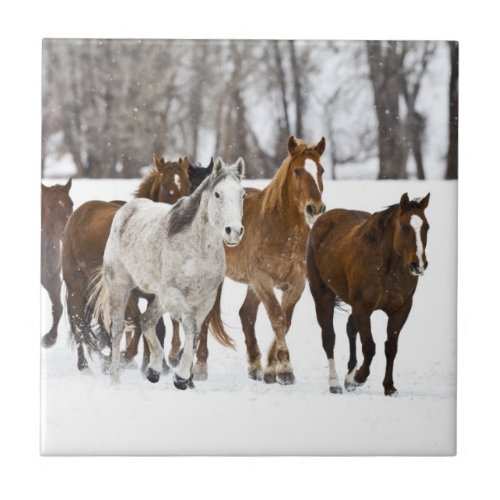 A winter scenic of running horses 2 ceramic tile