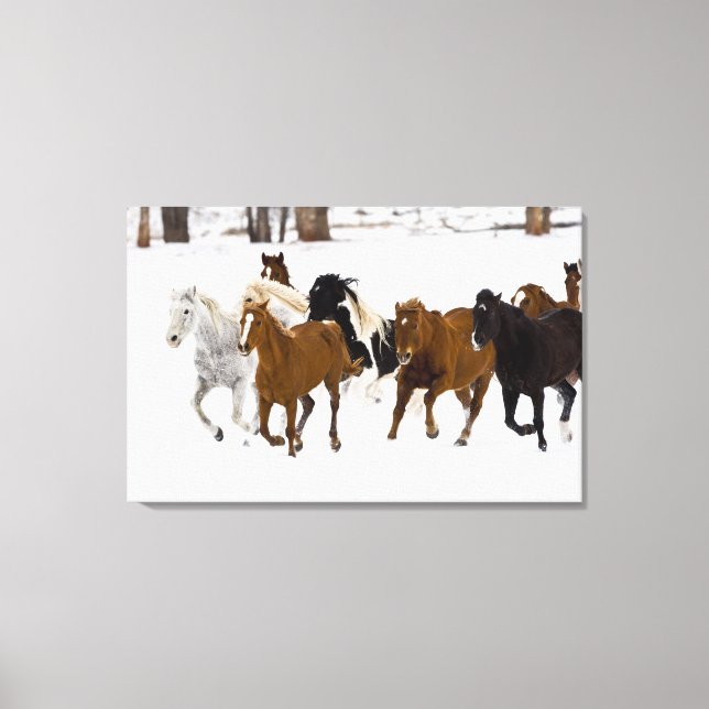 A winter scenic of running horses canvas print (Front)