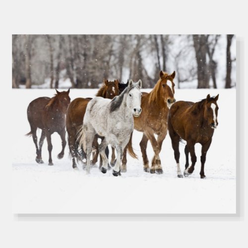 A Winter Scenic of Running Horses Foam Board