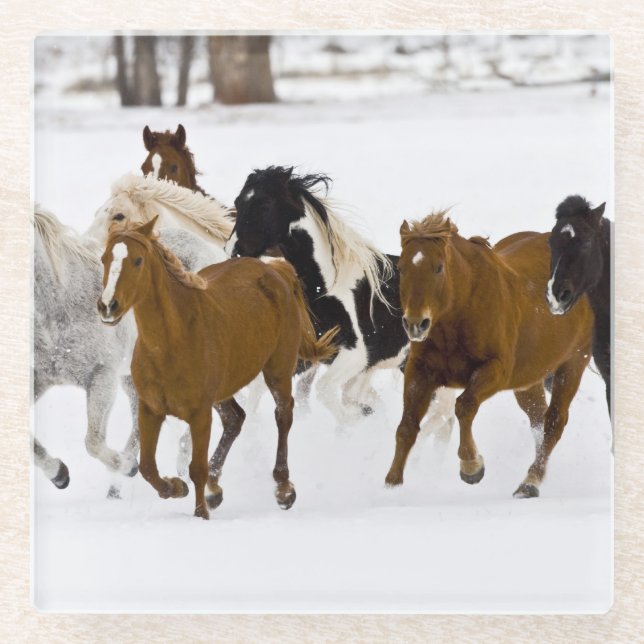 A winter scenic of running horses glass coaster (Front)