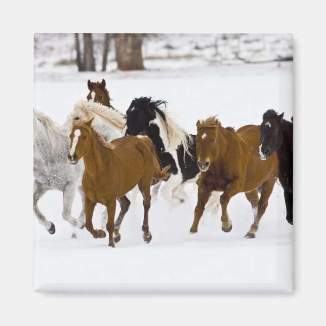 A winter scenic of running horses magnet (Front)