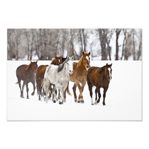 A winter scenic of running horses on The 2 Photo Print