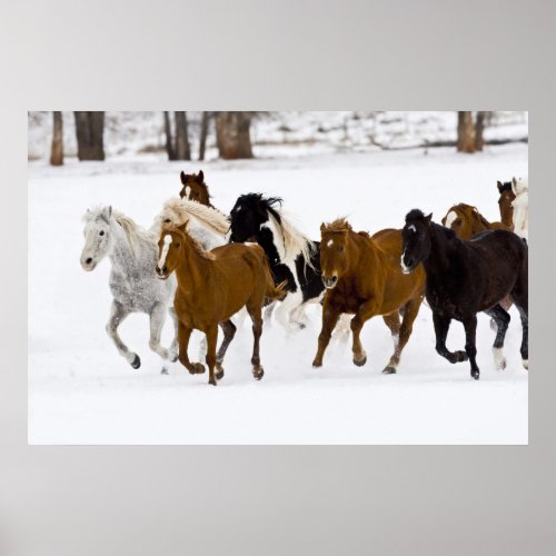 A winter scenic of running horses on The Poster