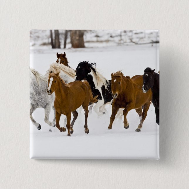 A winter scenic of running horses pinback button (Front)