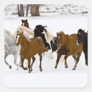 A winter scenic of running horses square sticker