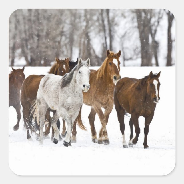 A winter scenic of running square sticker (Front)